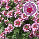 Bild von Verbena P12 Bebob pink